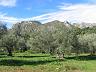 olive-grove10