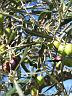 olive-grove5