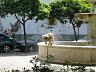 sev-fountain-dog1